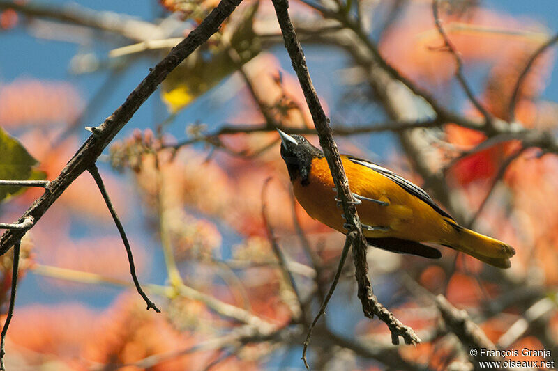 Baltimore Oriole male adult