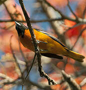 Baltimore Oriole