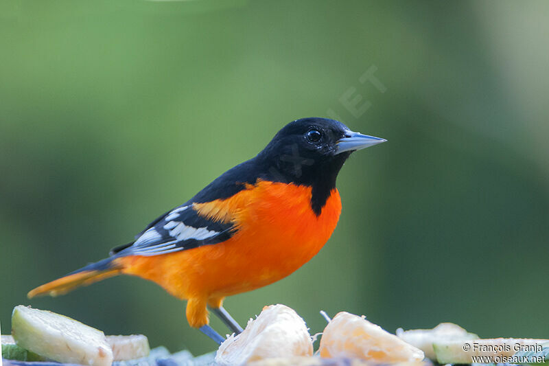 Oriole du Nord