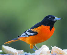 Oriole du Nord