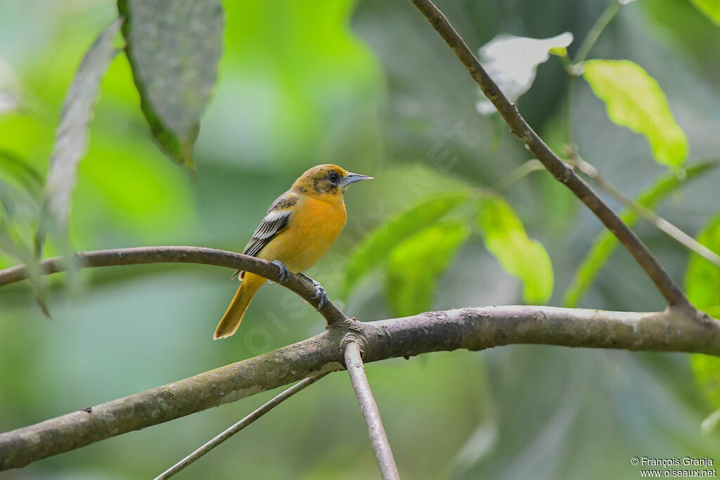 Oriole du Nord femelle