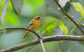 Baltimore Oriole