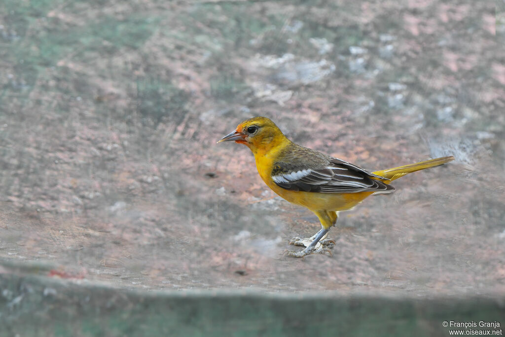 Oriole du Nord femelle