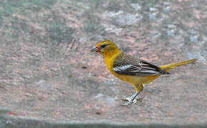 Baltimore Oriole