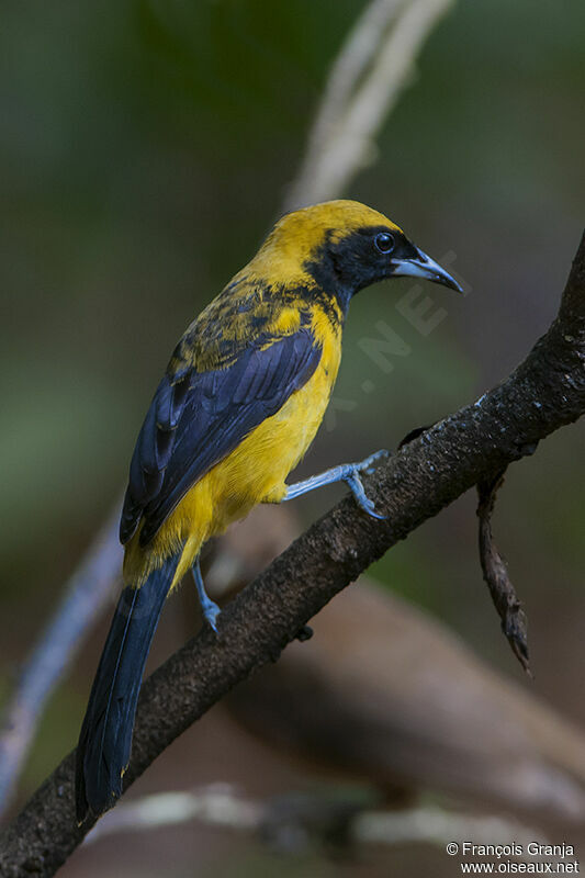 Oriole monacaladulte