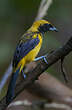 Oriole monacal