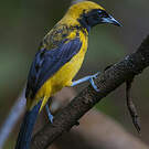 Oriole monacal