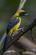 Black-cowled Oriole