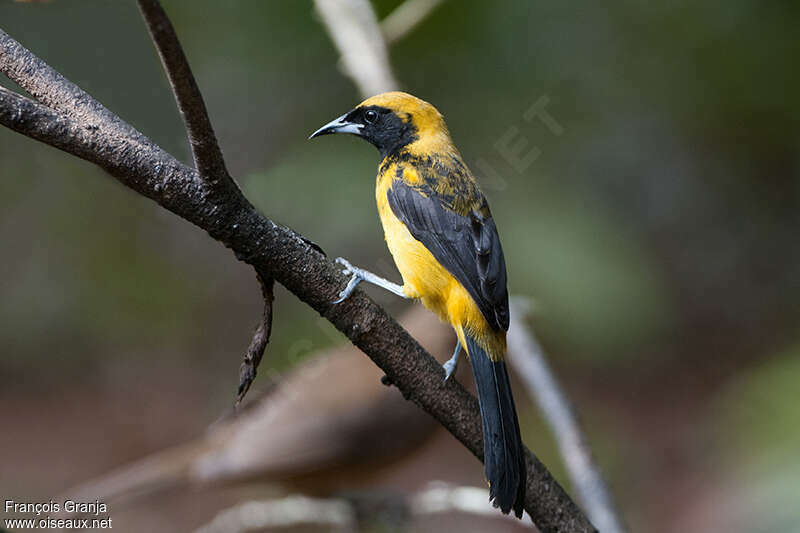 Black-cowled Oriole female adult, identification