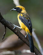 Black-cowled Oriole