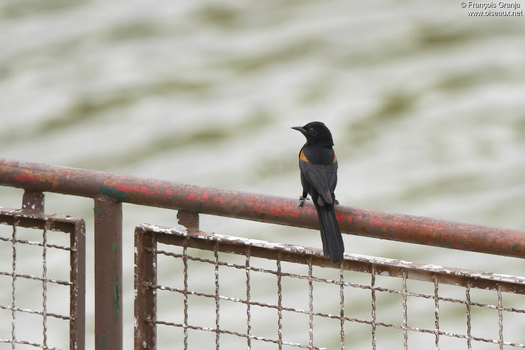 Oriole variable