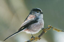 Long-tailed Tit