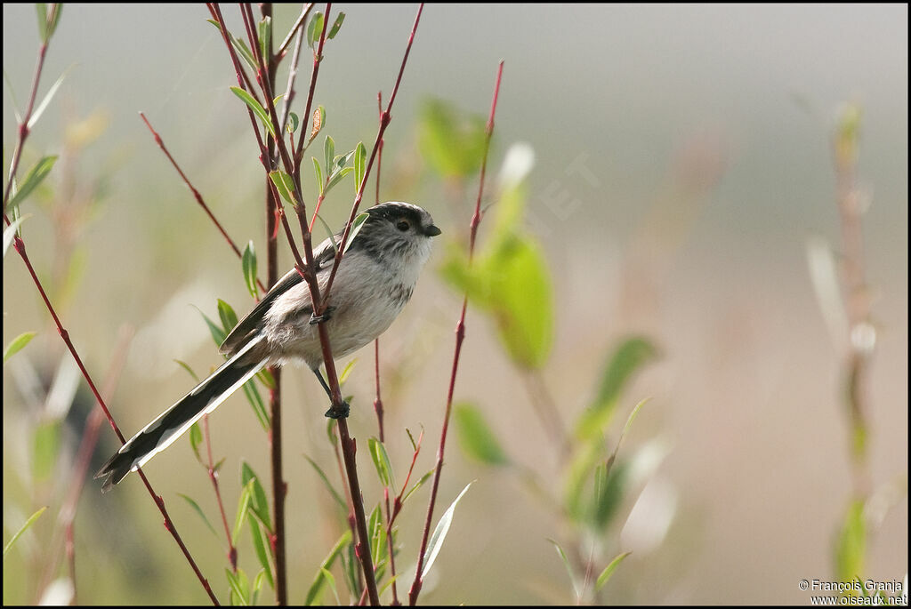 Long-tailed Titadult