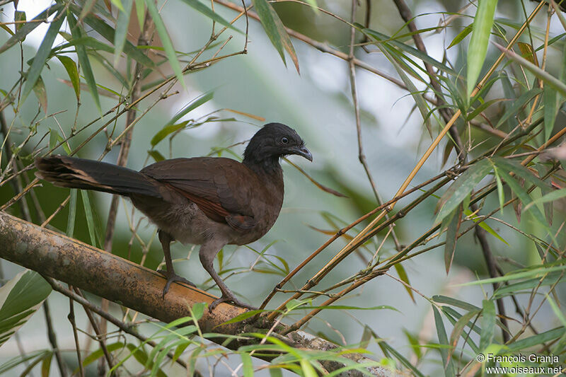 Grey-headed Chachalacaadult