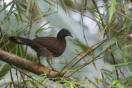 Grey-headed Chachalaca