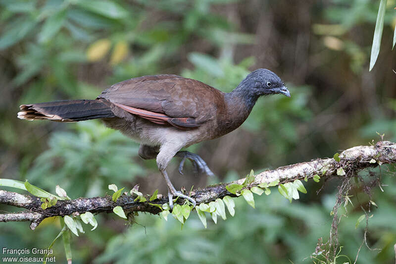 Grey-headed Chachalacaadult, identification