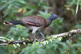 Grey-headed Chachalaca