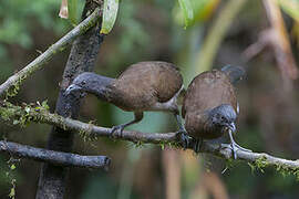 Grey-headed Chachalaca