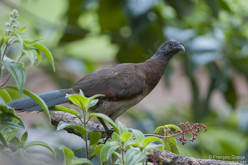 Grey-headed Chachalacaadult