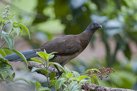 Grey-headed Chachalaca