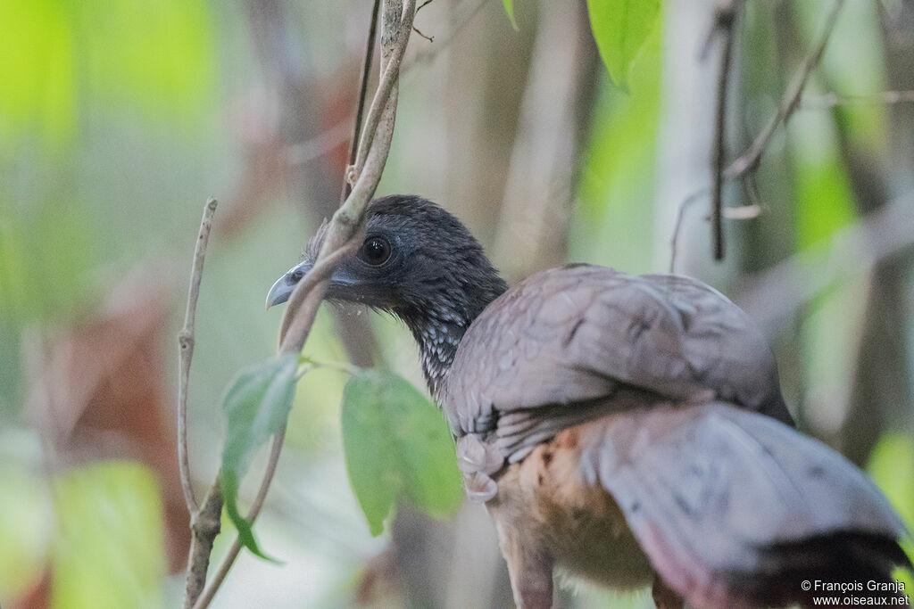 Speckled Chachalaca