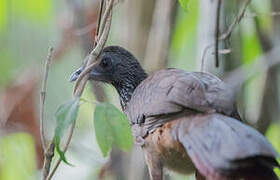 Speckled Chachalaca