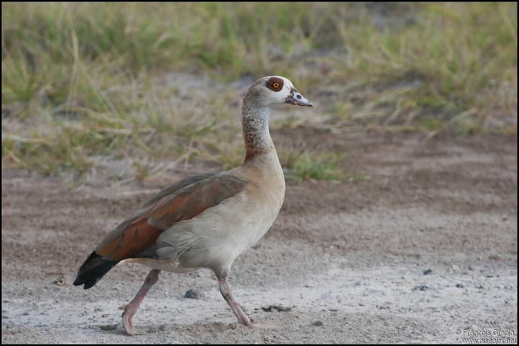 Egyptian Goose