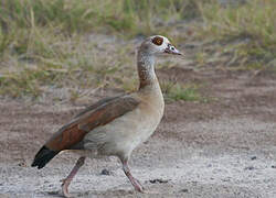 Egyptian Goose