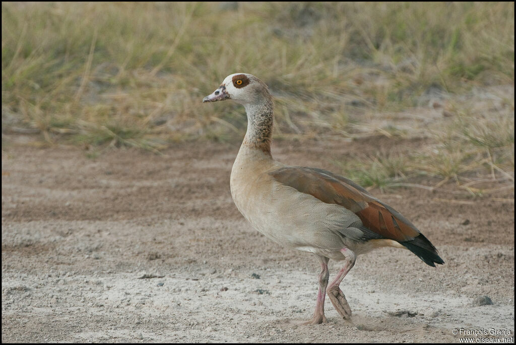 Egyptian Goose