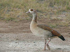 Egyptian Goose