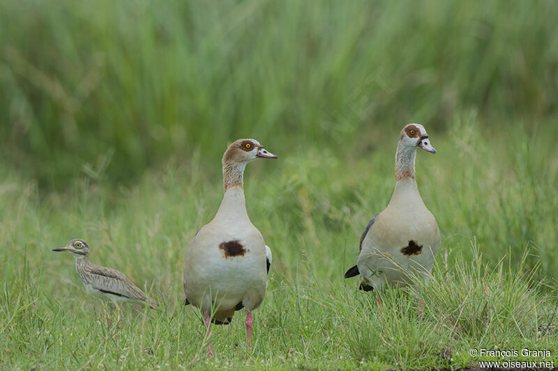 Egyptian Gooseadult