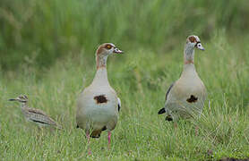 Egyptian Goose