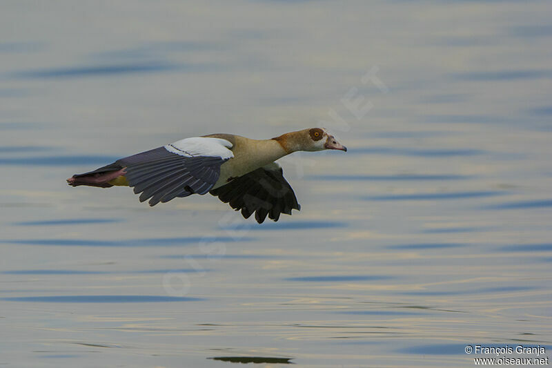 Egyptian Gooseadult