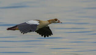 Egyptian Goose