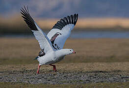 Andean Goose