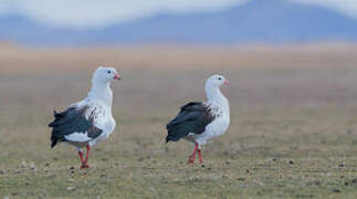 Andean Goose