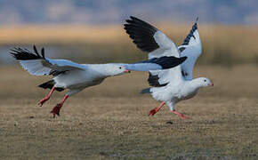 Andean Goose