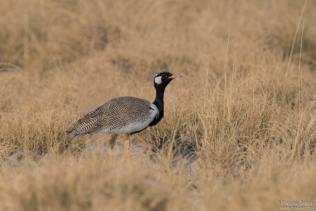 Northern Black Korhaan male