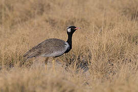 Northern Black Korhaan