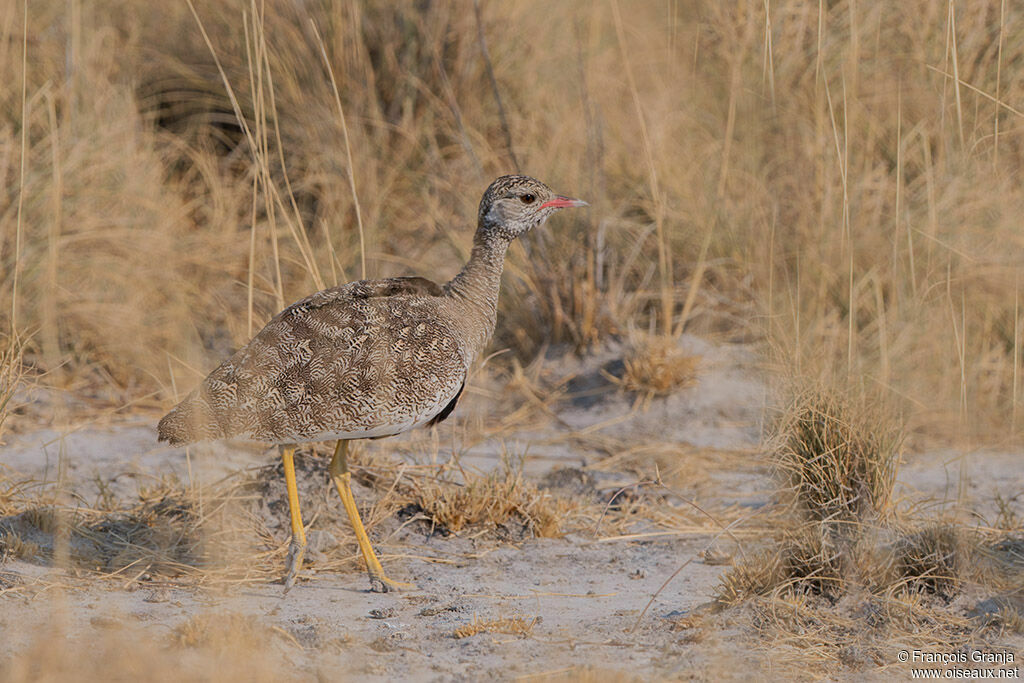 Northern Black Korhaan female