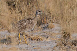 Northern Black Korhaan