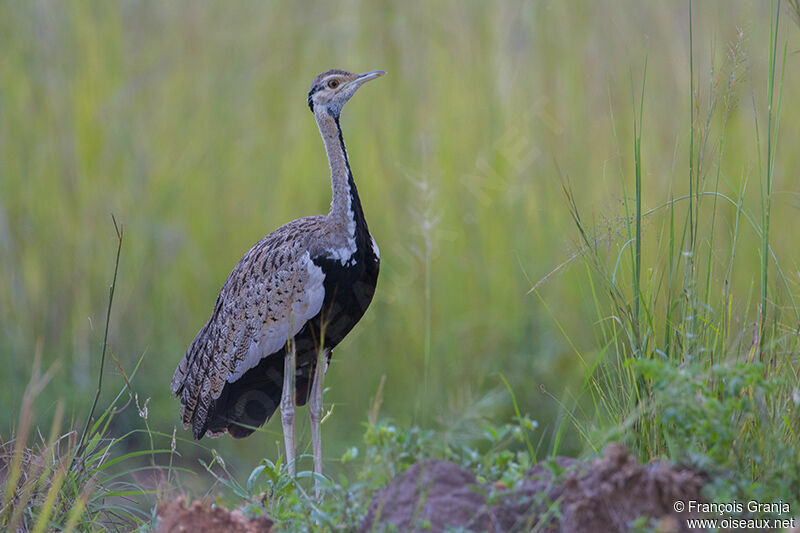 Black-bellied Bustardadult