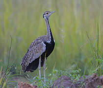 Black-bellied Bustard