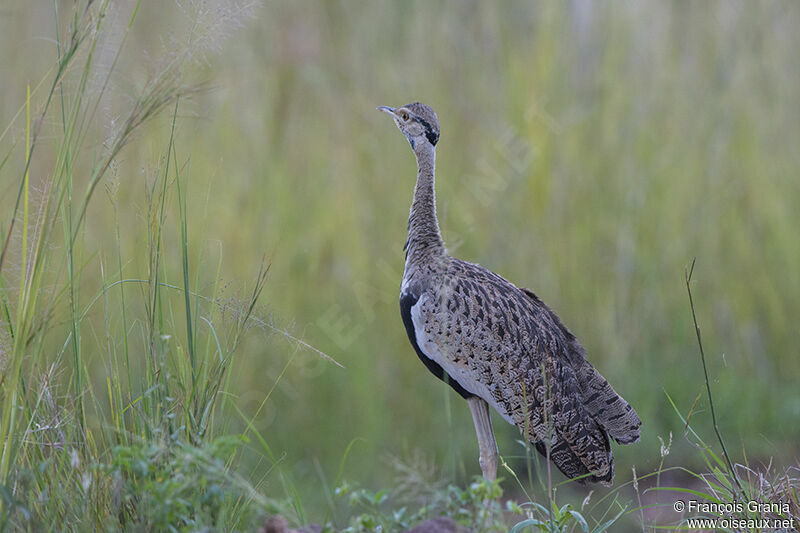 Black-bellied Bustardadult