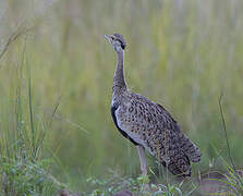 Black-bellied Bustard