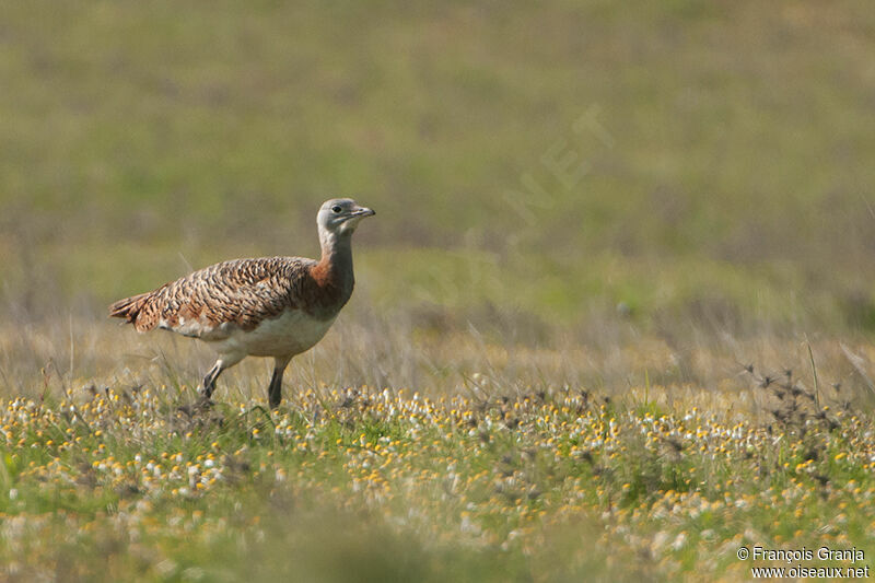 Great Bustard female adult