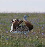 Great Bustard