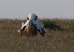 Great Bustard