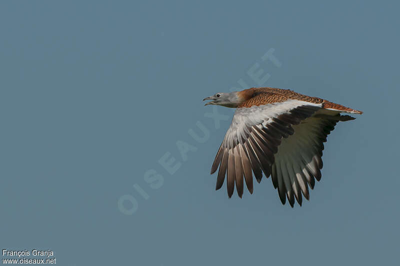 Great Bustard male adult, Flight