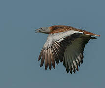 Great Bustard